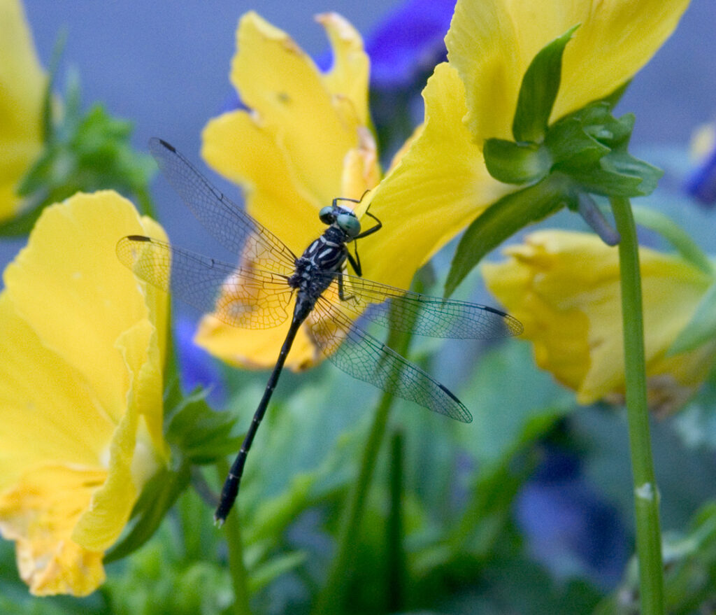 Dragonfly enjoying a Stockbridge garden.