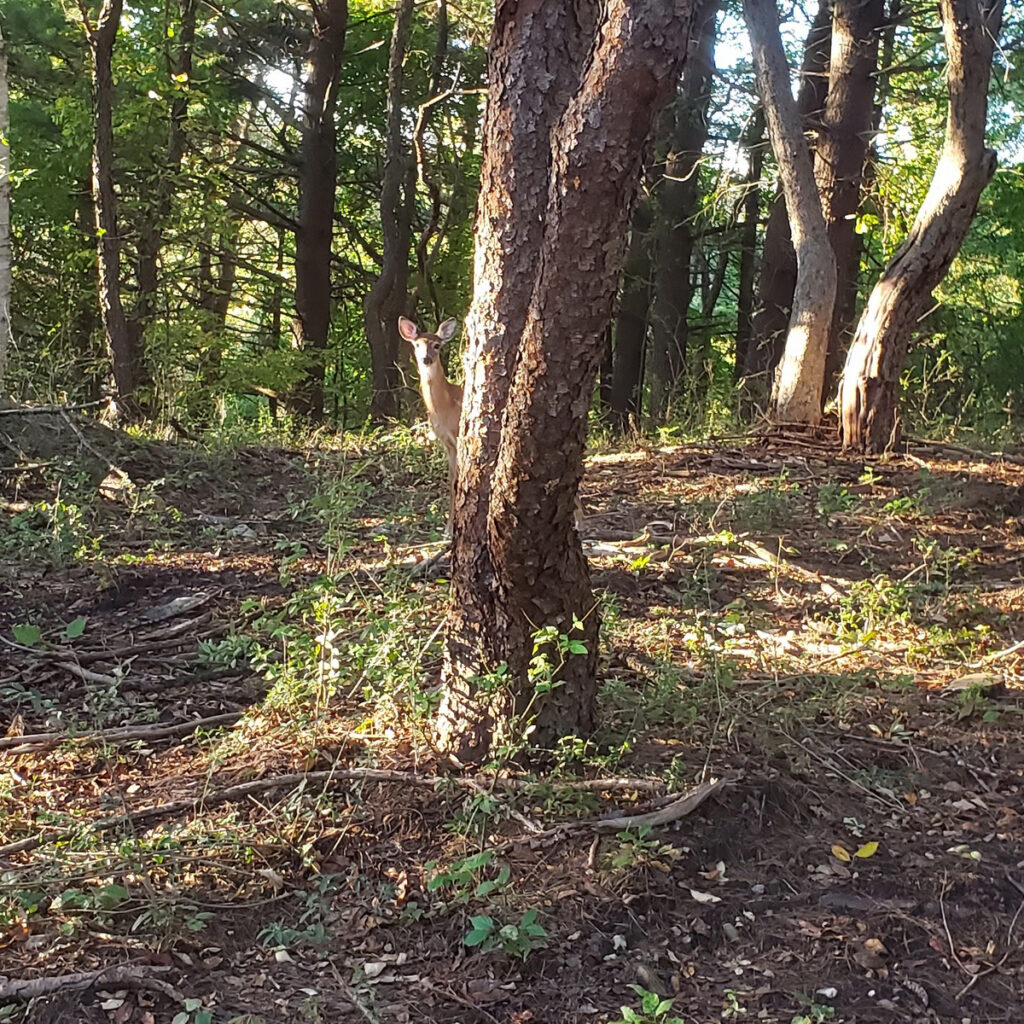 Hiding behind the tree... Photo: Tom Farley.