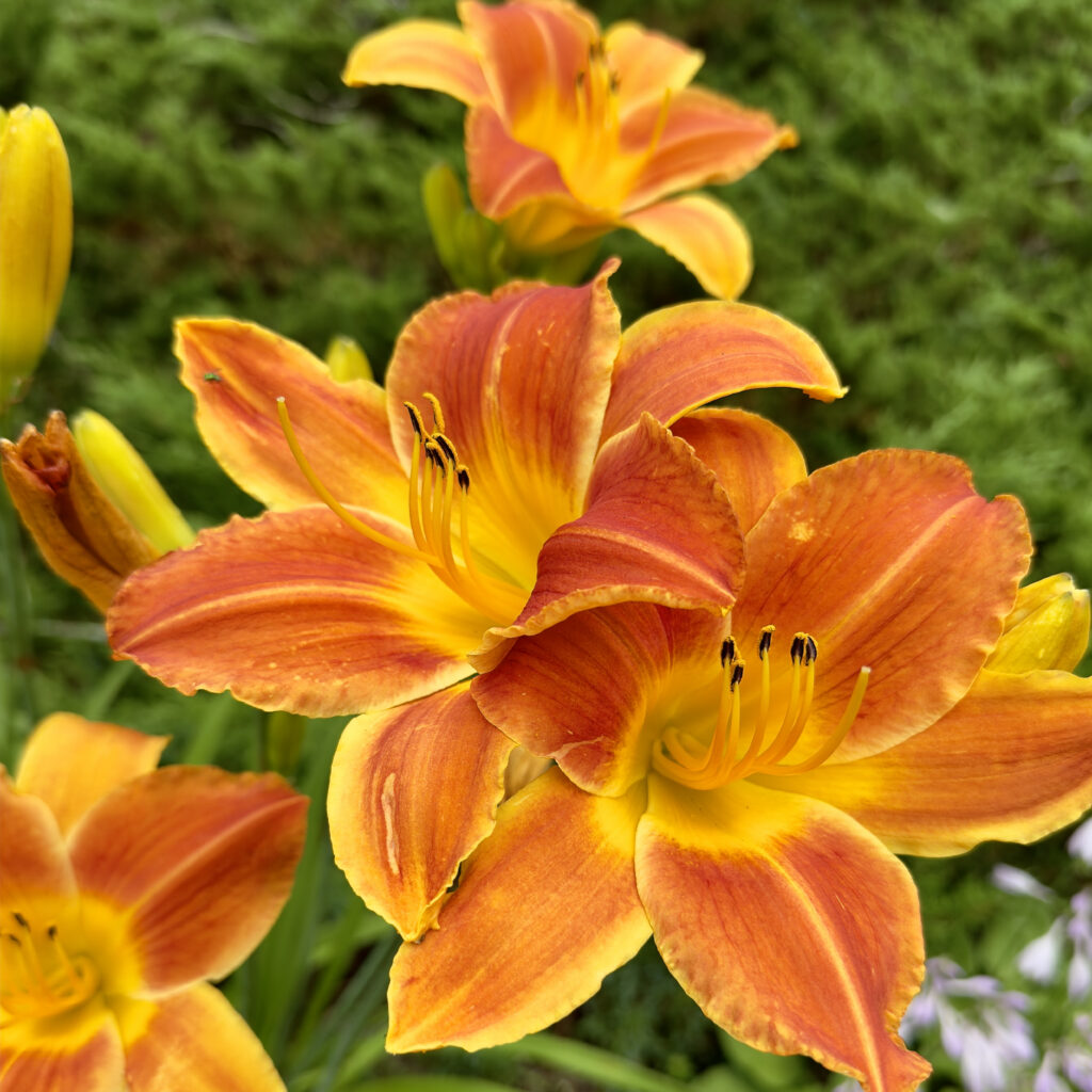 Photo: Lionel Delevingne