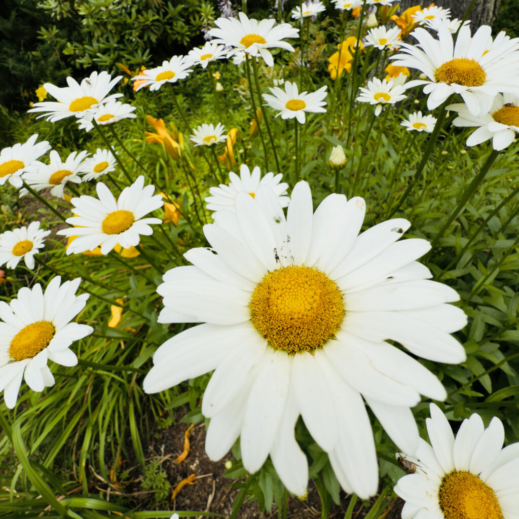 Photo: Lionel Delevingne