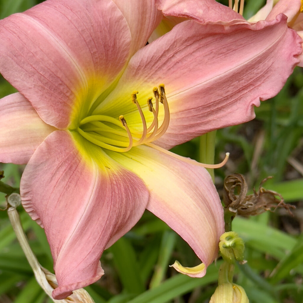 Photo: Lionel Delevingne