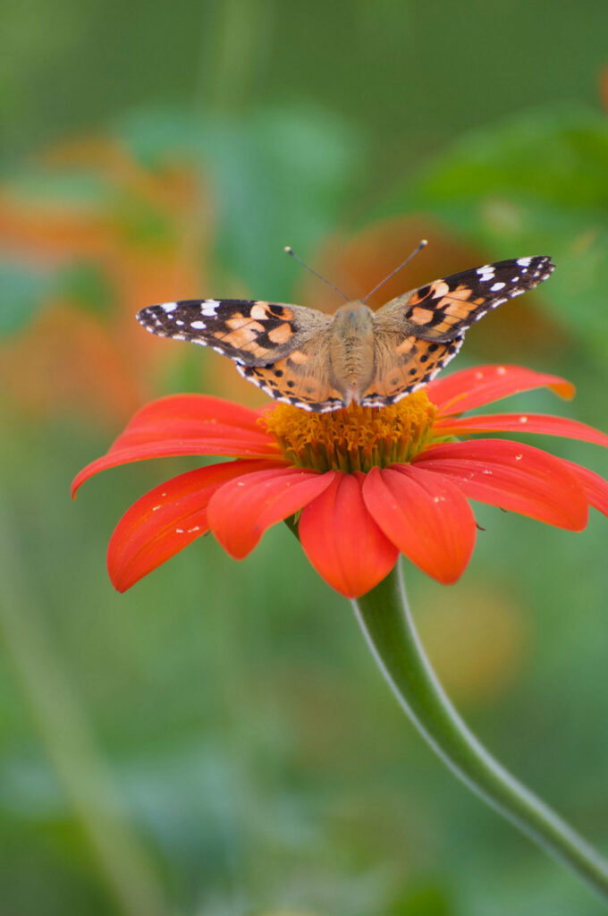 Photo: Dick Lasner