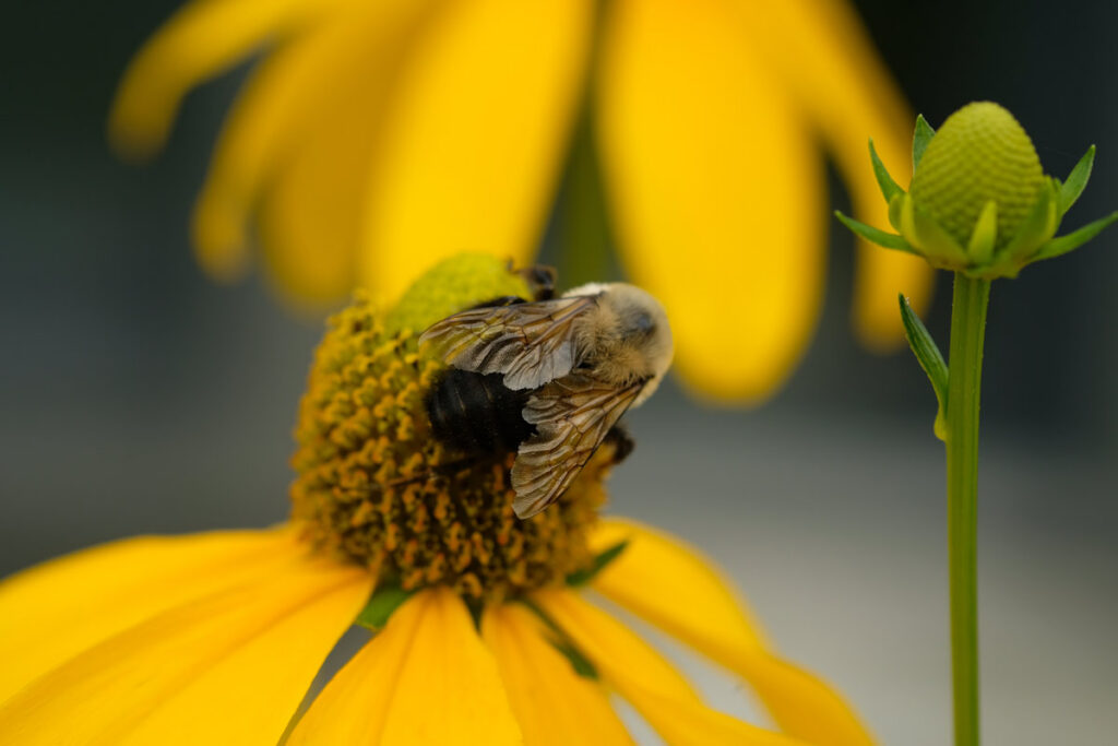 Bumbloe bee on Coneflower. Photo: Jan Wojcik