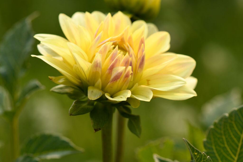 Photo by:  Jan Wojcik