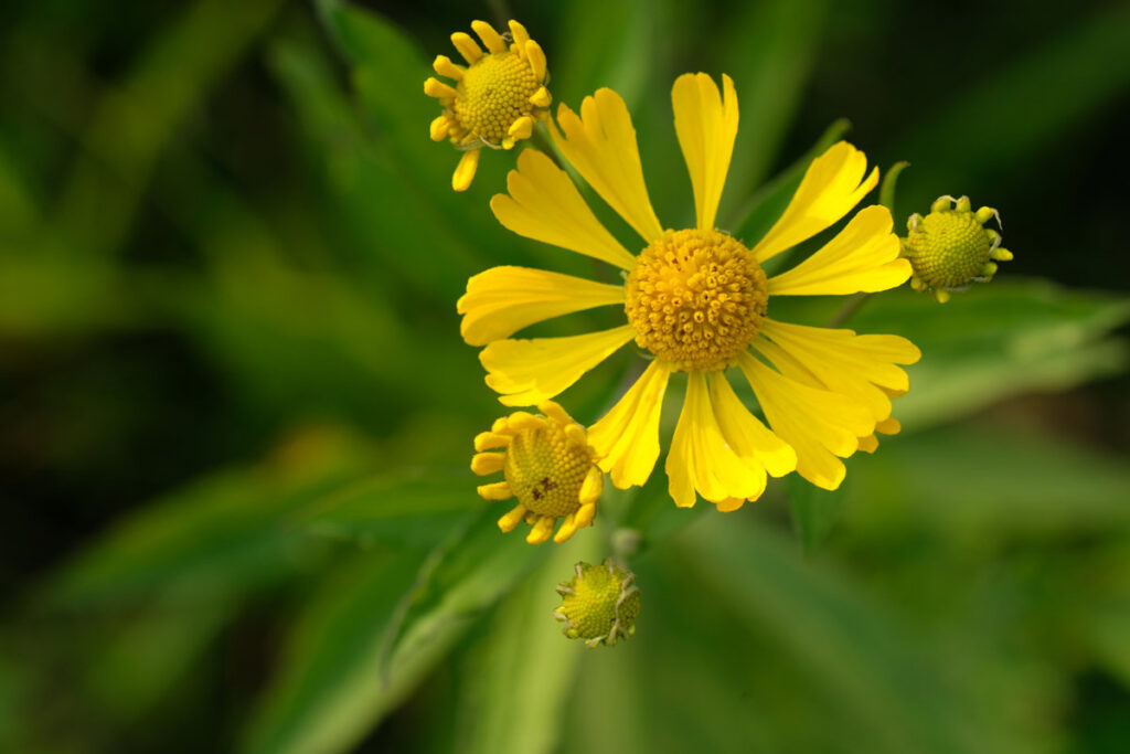 Helenium, a native plant, is essential to bees. Photo: Jan Wojcik