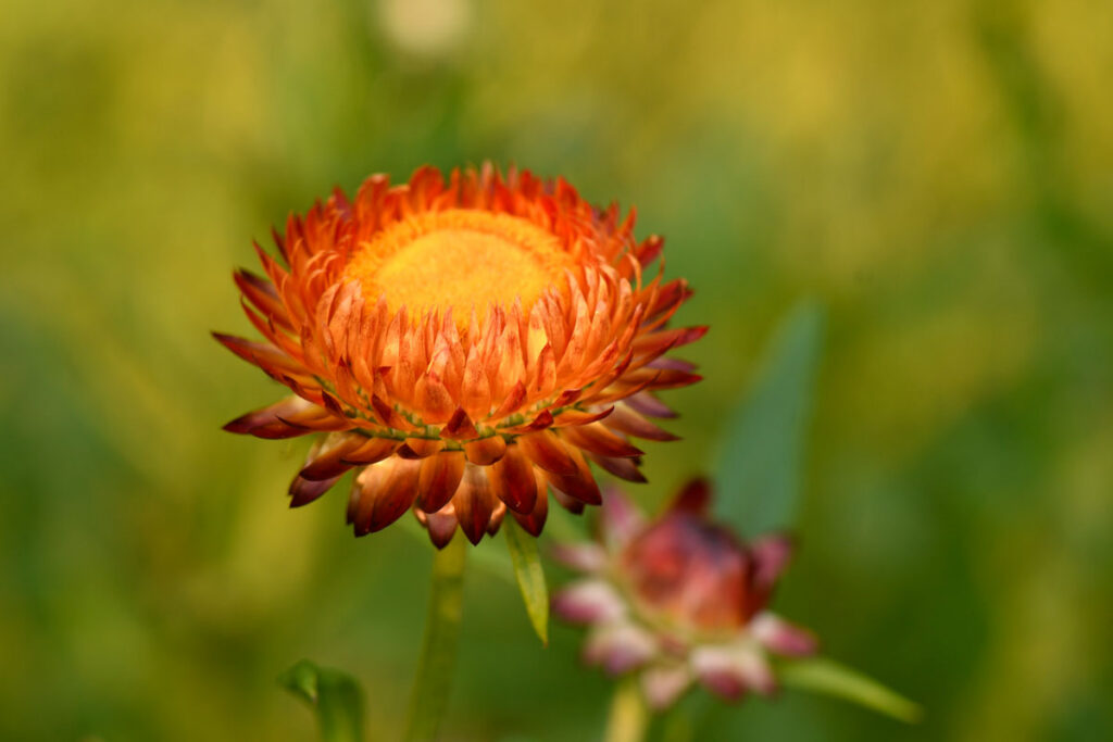 Photo by: Jan Wojcik