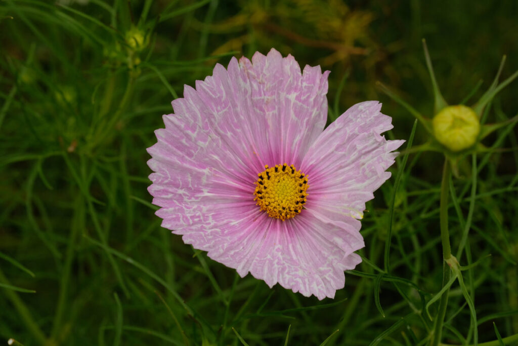 Cosmos, home garden: tie-dyed effect. Photo: Jan Wojcik