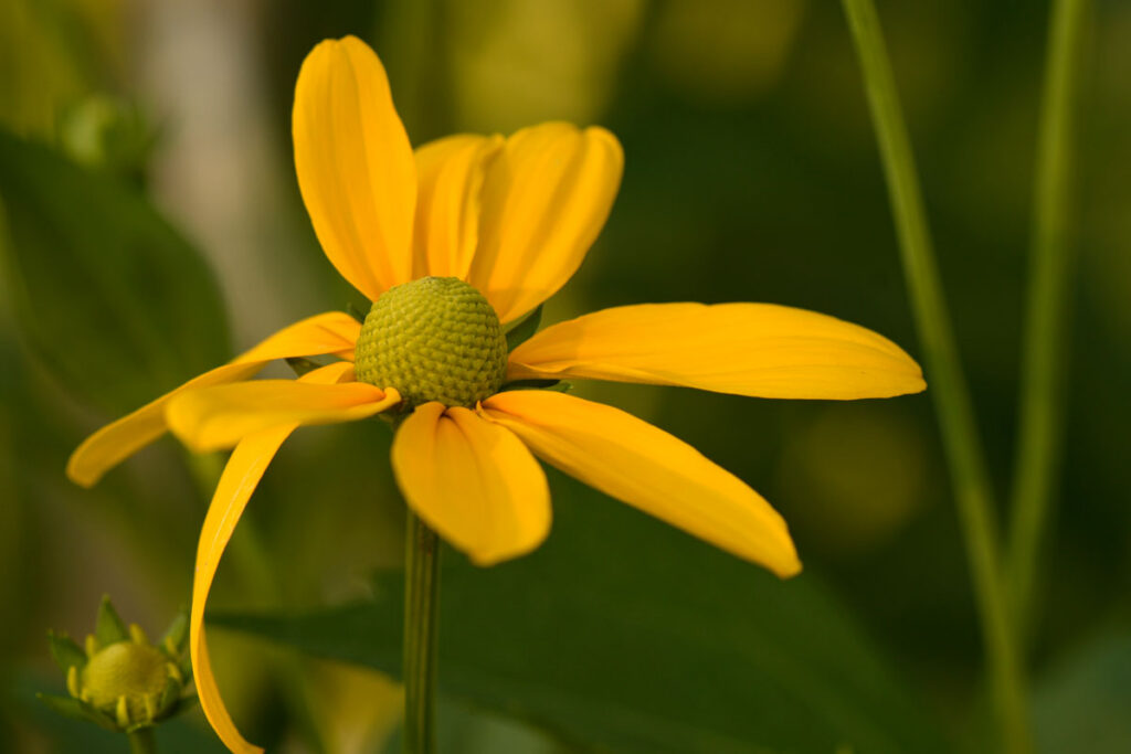 Photo by: Jan Wojcik