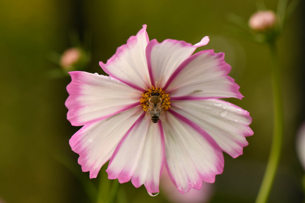 A honeybee resting on a Cosmos after an evening rain shower. Photo: Jan Wojcik