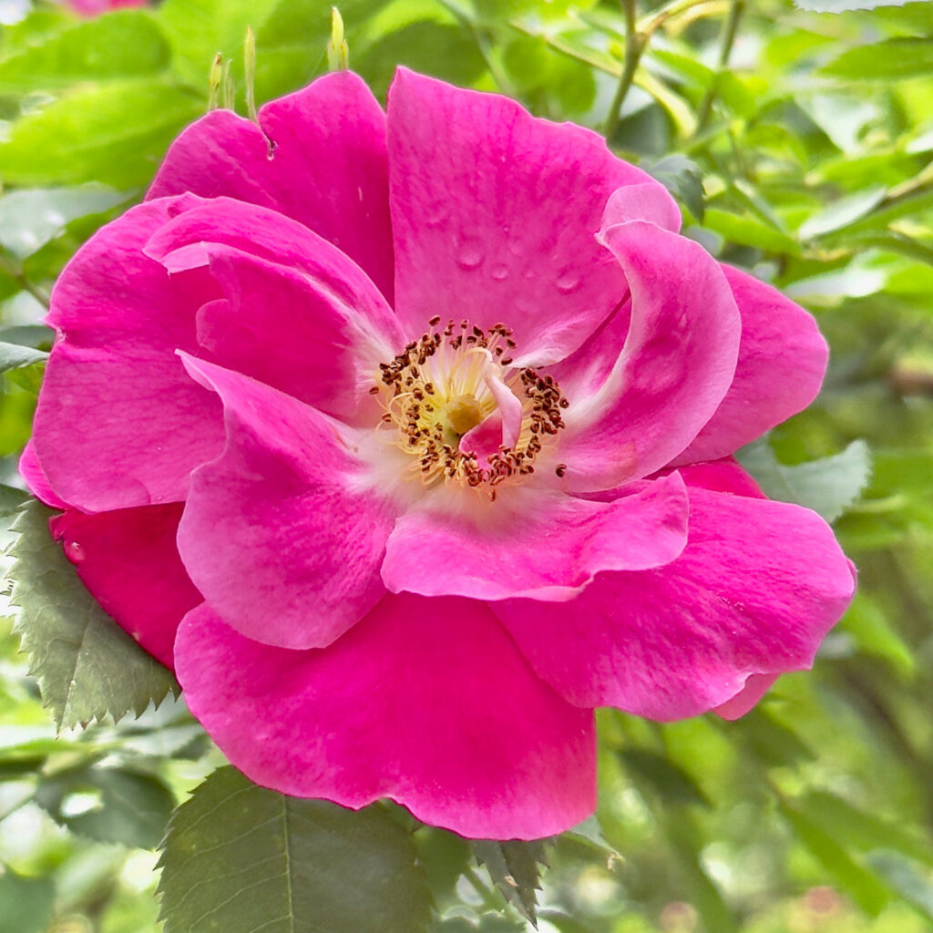 Photo: Lionel Delevingne