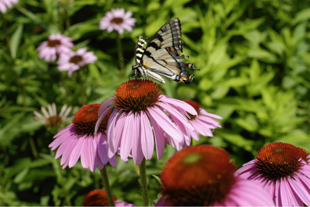 Photo: Lionel Delevingne