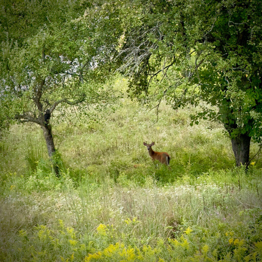 Photo: Lionel Delevingne