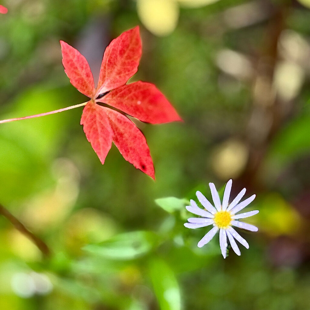 Photo: Lionel Delevingne