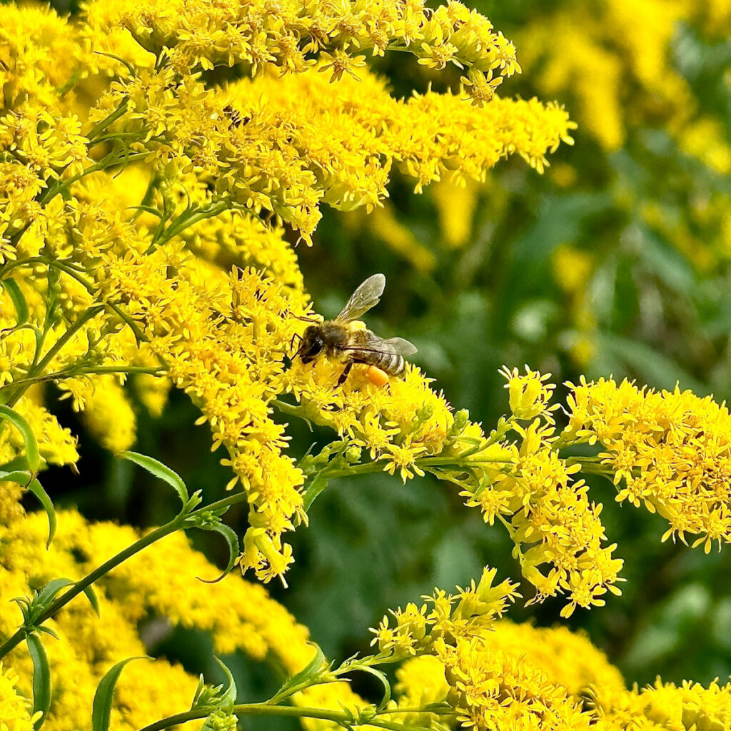 Photo: Lionel Delevingne