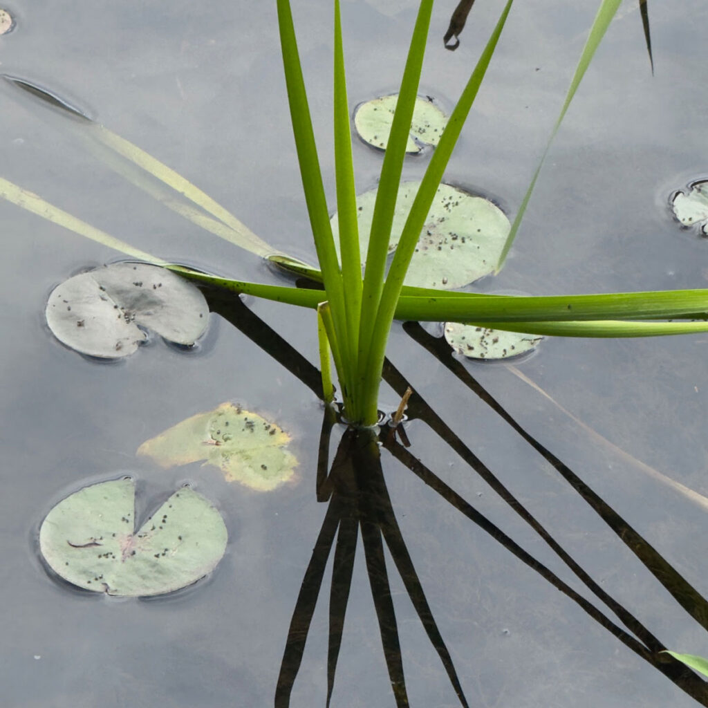 Photo Lionel Delevingne