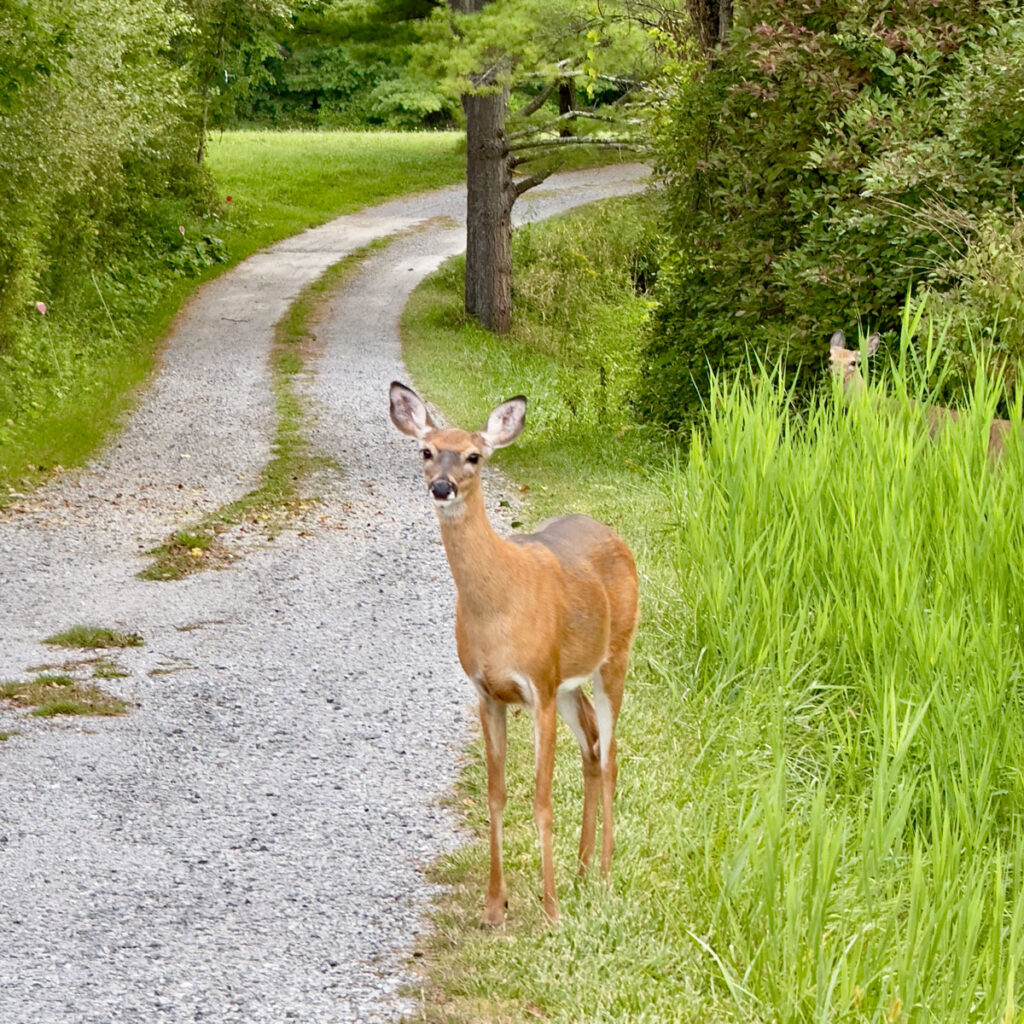 Photo Lionel Delevingne