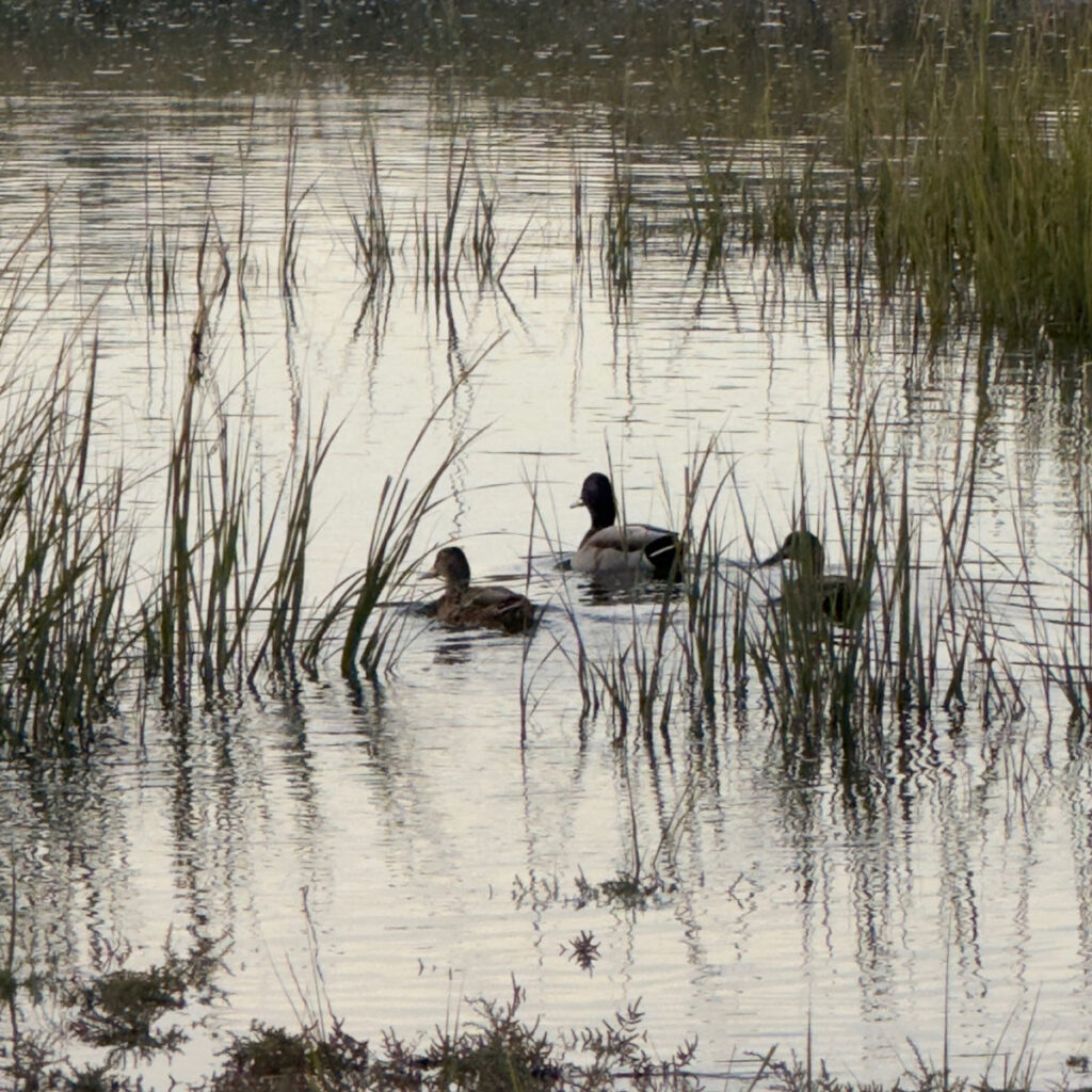 Photo: Lionel Delevingne