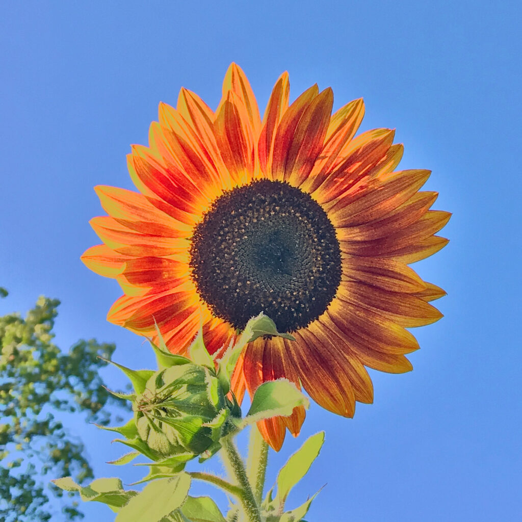 Photo: Lionel Delevingne