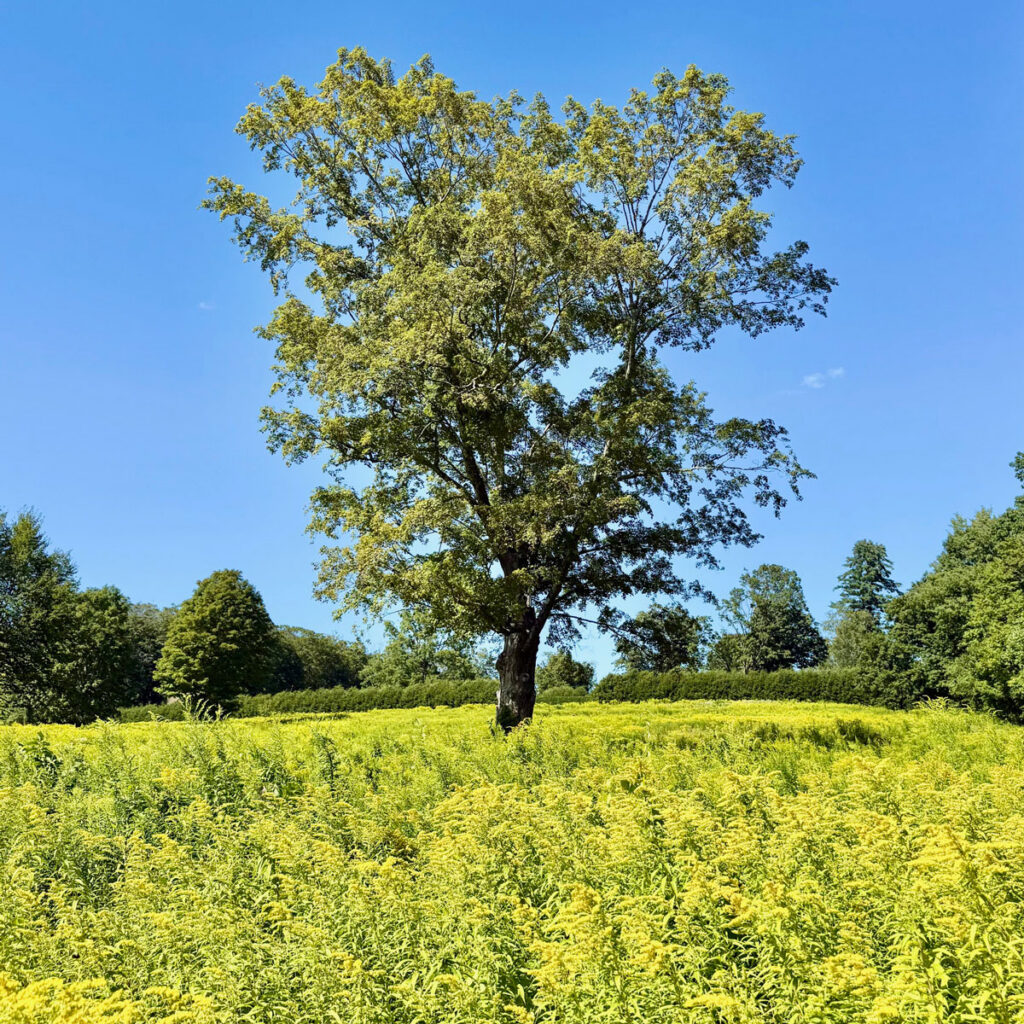 Photo: Lionel Delevingne