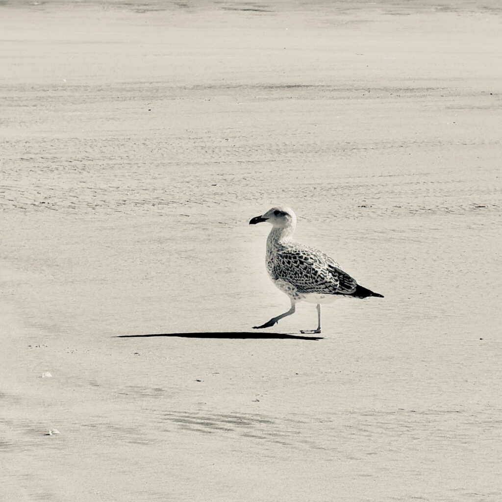 Photo: Lionel Delevingne