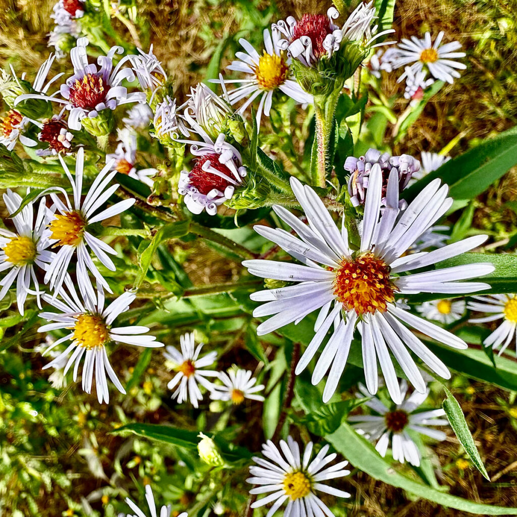 Photo: Lionel Delevingne