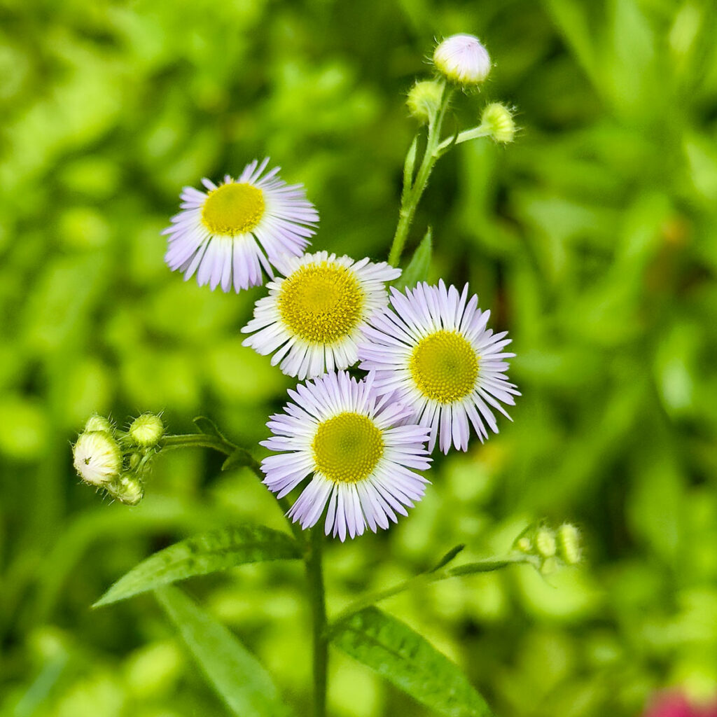 Photo: Lionel Delevingne