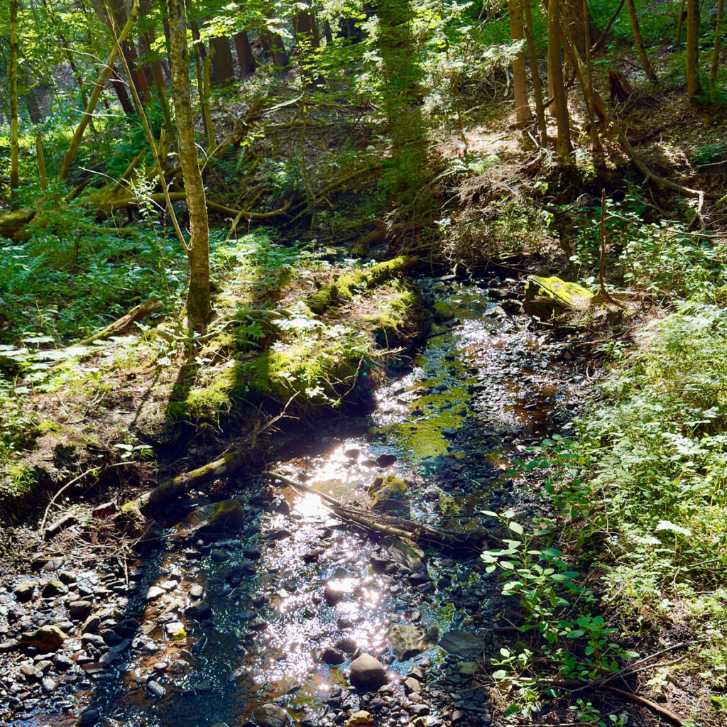 Photo: Lionel Delevingne