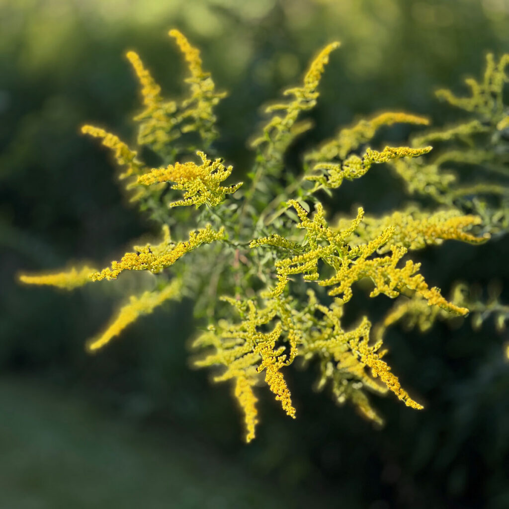 Photo: Lionel Delevingne