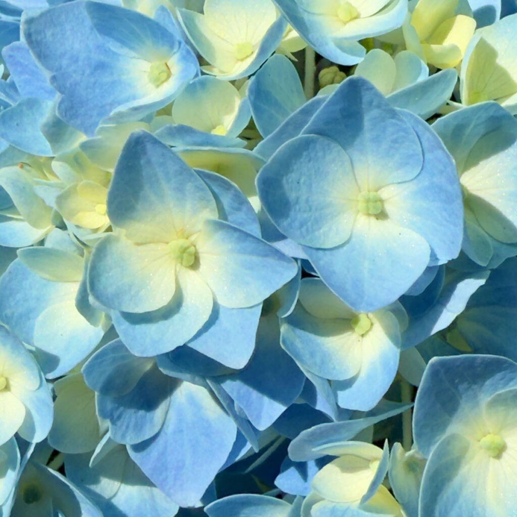 Photo: Lionel Delevingne