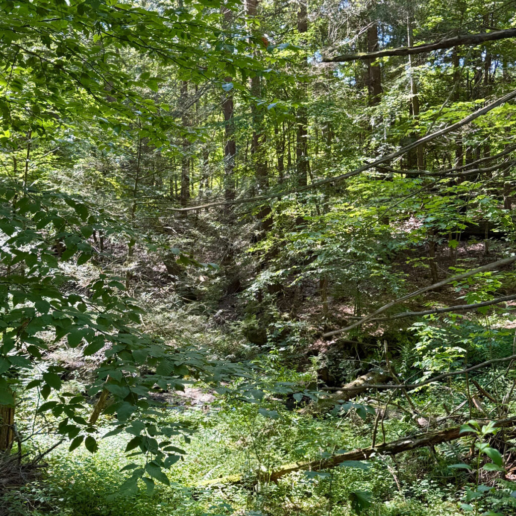 Photo: Lionel Delevingne