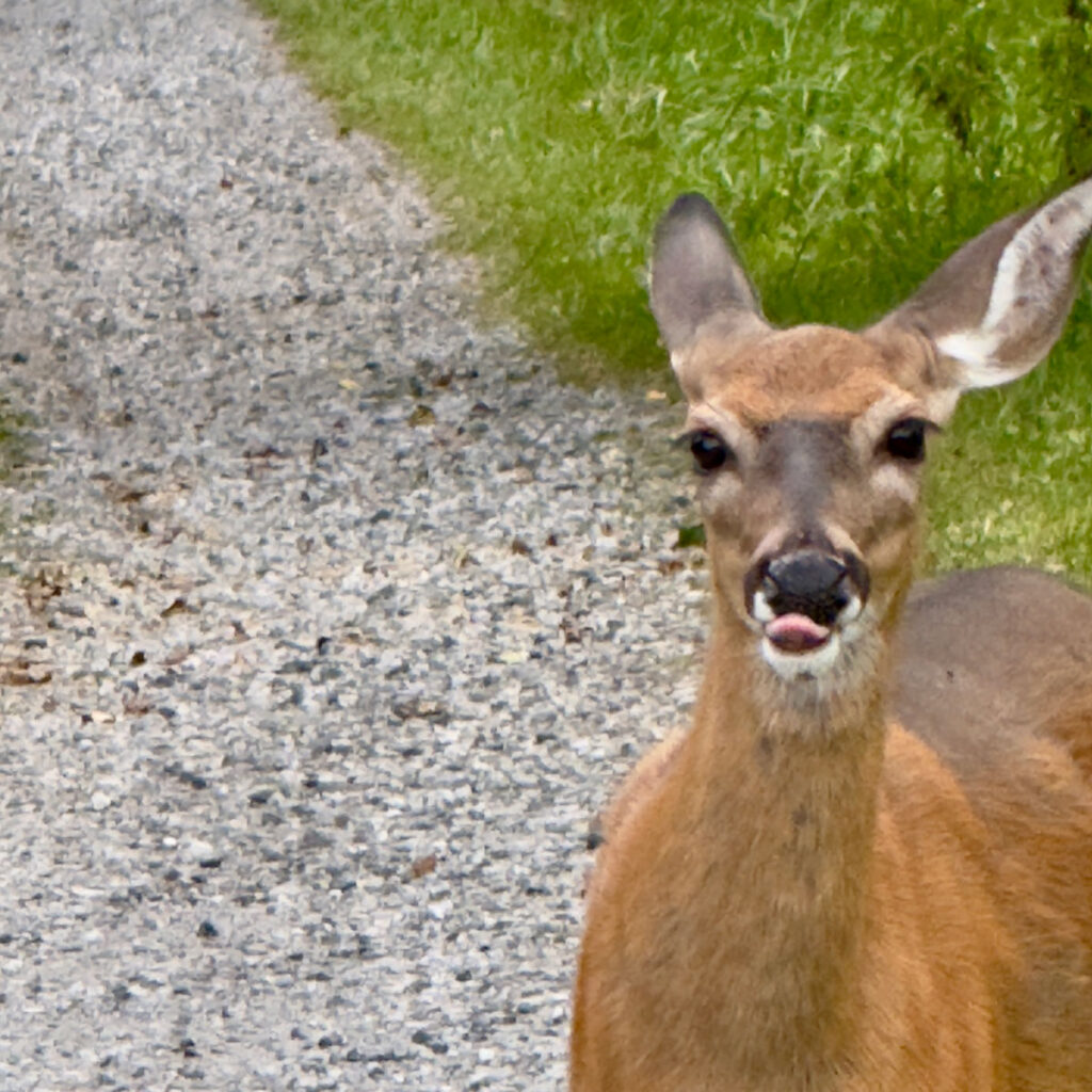 Photo by: Lionel Delevingne