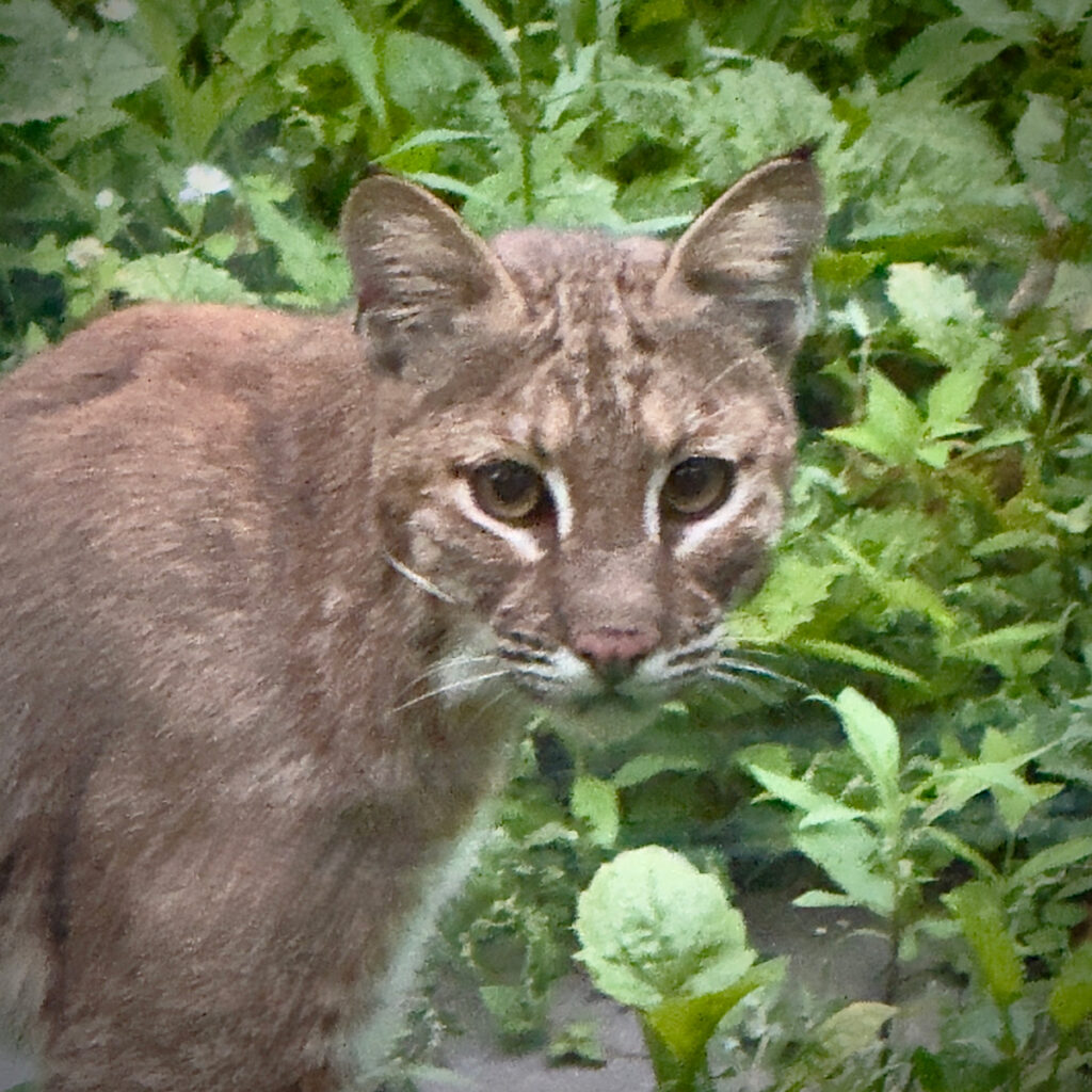 Photo: Lionel Delevingne