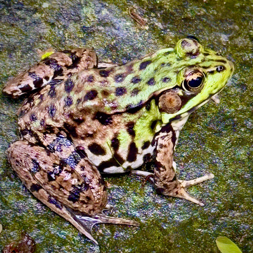 Photo: Lionel Delevingne