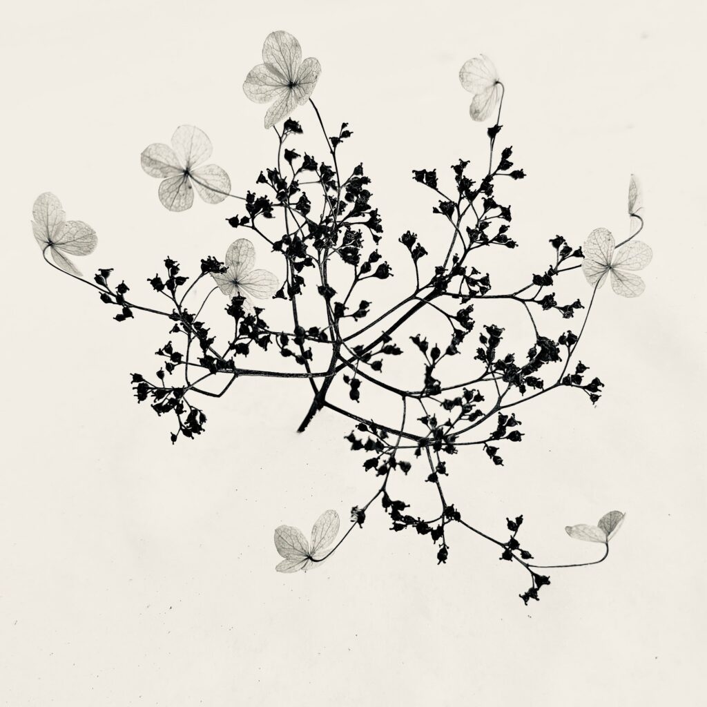 Photo: Lionel Delevingne