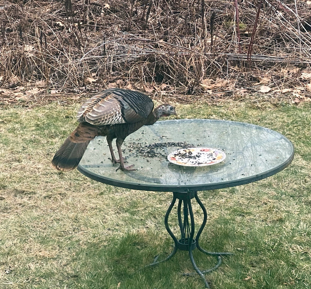 Dining Al Fresco. Photo: Patrick White