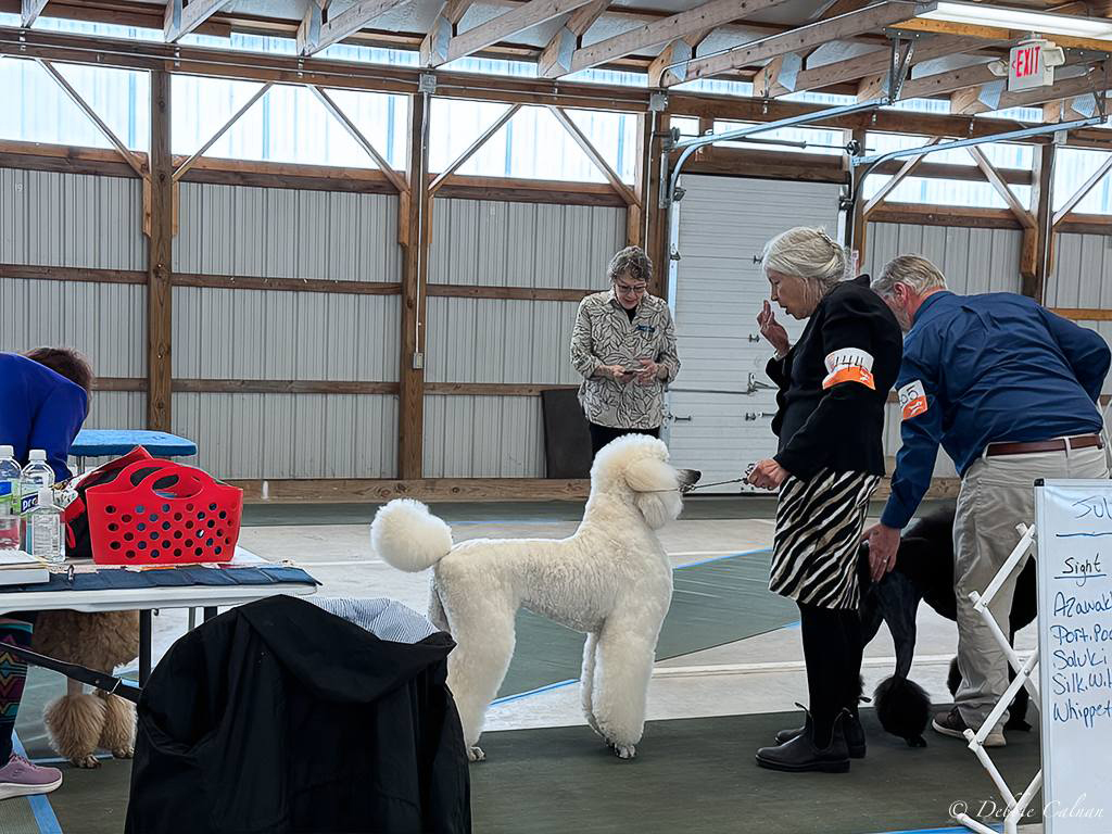 Sally Underwood Miller yet again winning two first place awards at a regional dog competition.