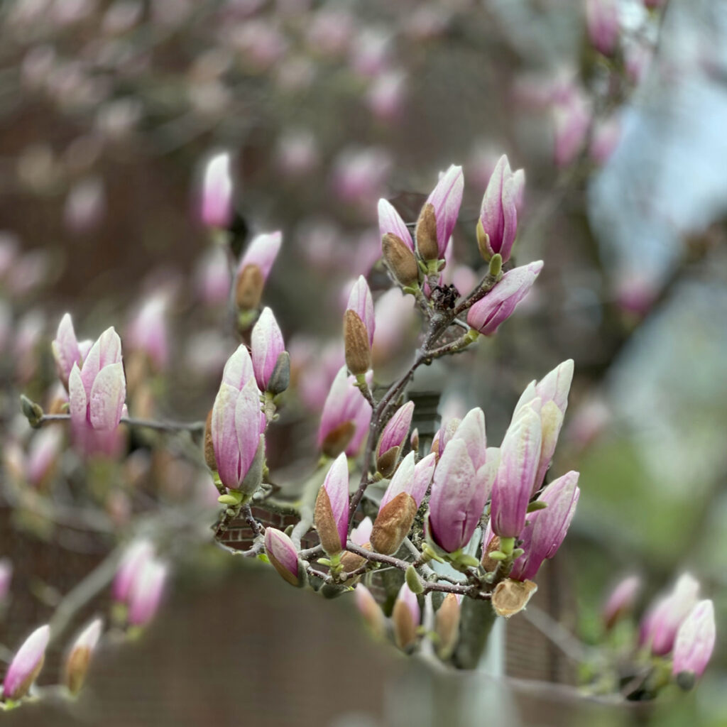 Tree blooms by Town Hall.