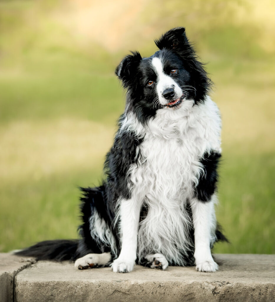 Dogs of Stockbridge. Photo: Blue Moon Images/Dana Goedewaagen
