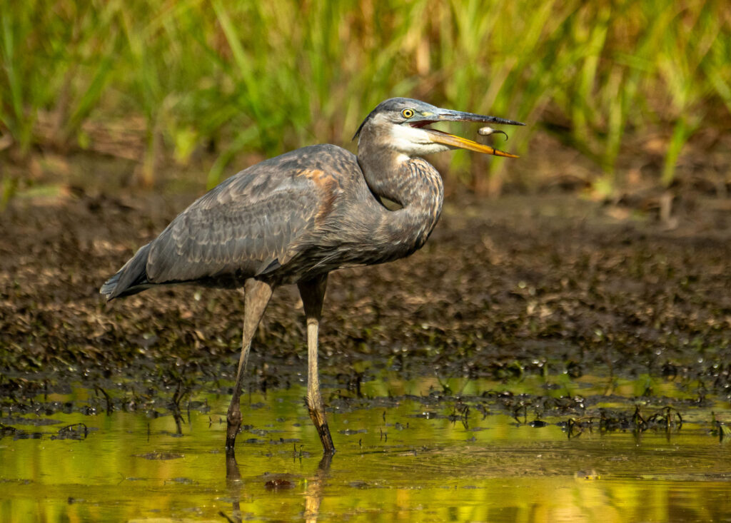 Photo: Dana Goedewaagen/Blue Moon Images - bird with fish