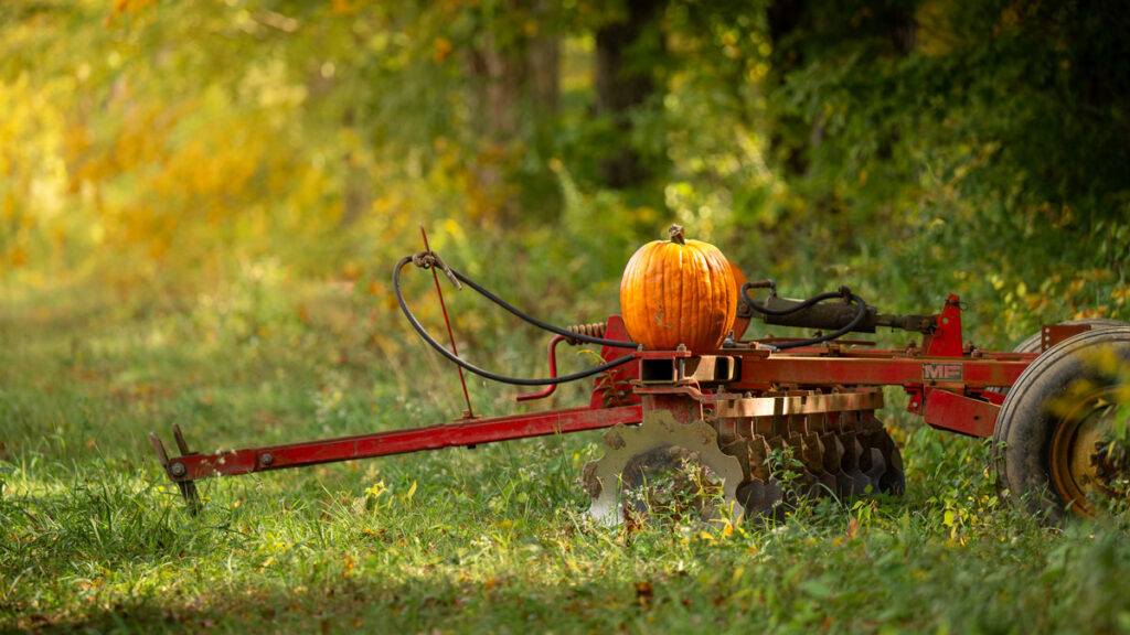Photo: Dana Goedewaagen/Blue Moon Images - pumpkin on old saw