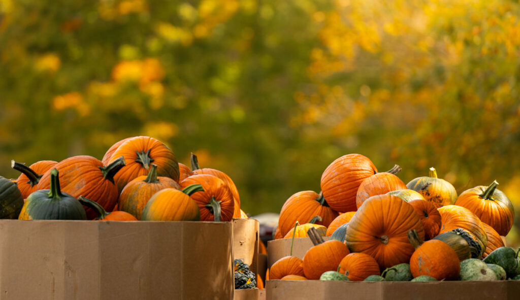 Photo: Dana Goedewaagen/Blue Moon Images - pumpkins
