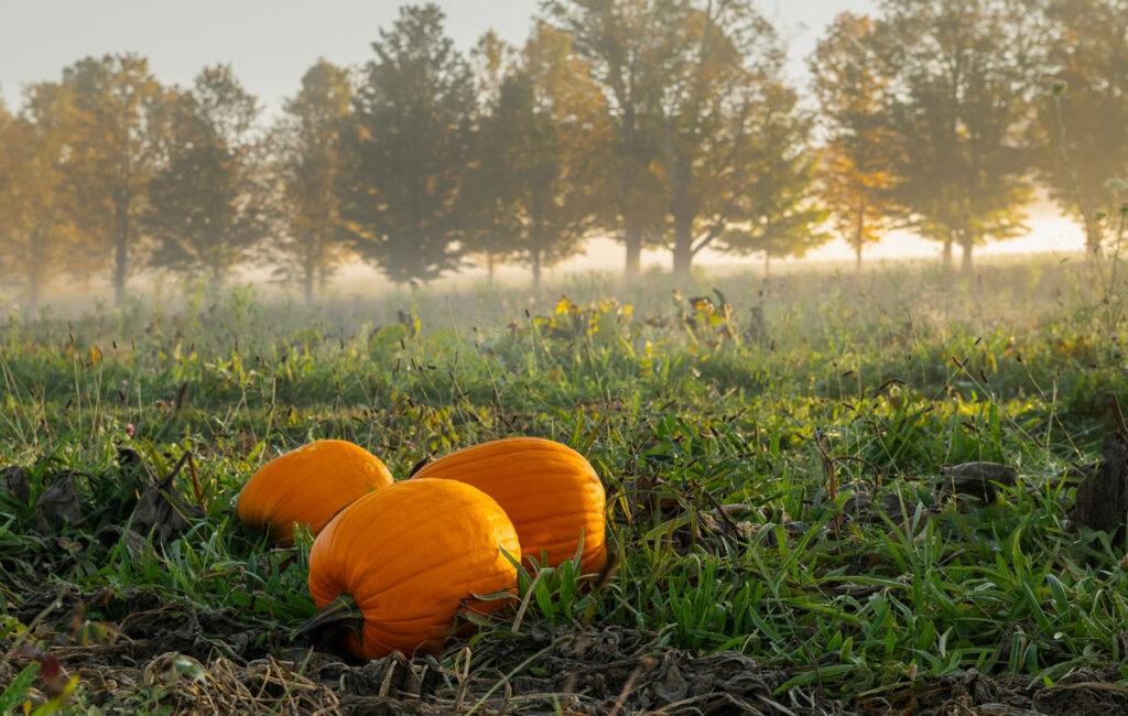Photo: Dana Goedewaagen/Blue Moon Images - three pumpkins in a field