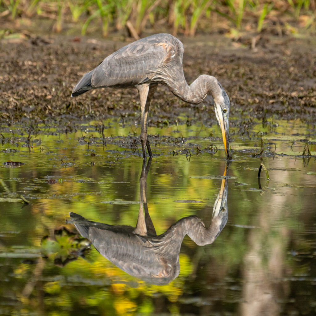 Photo: Dana Goedewaagen/Blue Moon Images - blue crane drinking water