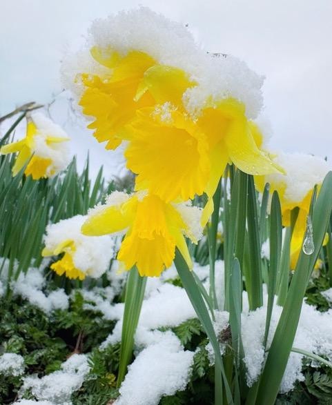 Jay Rhind - daffodils