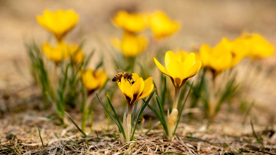 Photo by Dana Goedewaagen