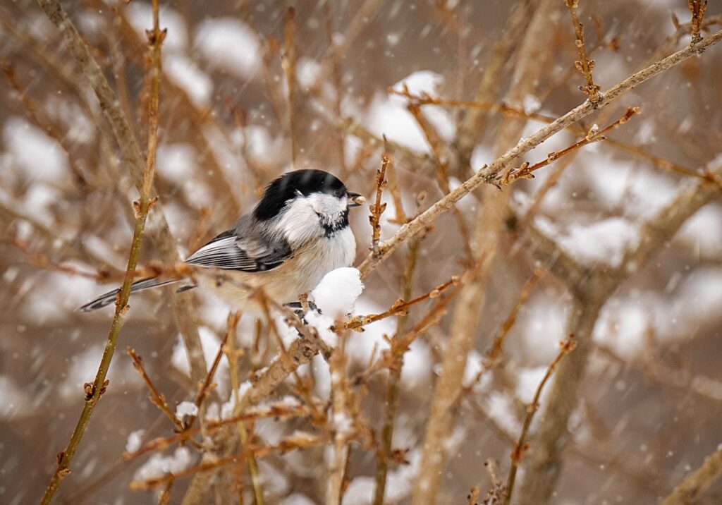 Photo: Dana Goedewaagen