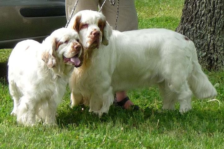Great Barrington Kennel Trials Photo by Sally Underwood-Miller