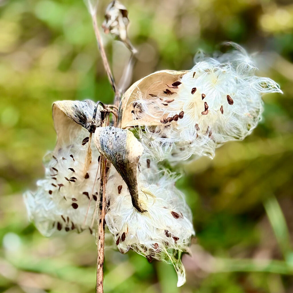 Photo: Lionel Delevingne - milkweed 