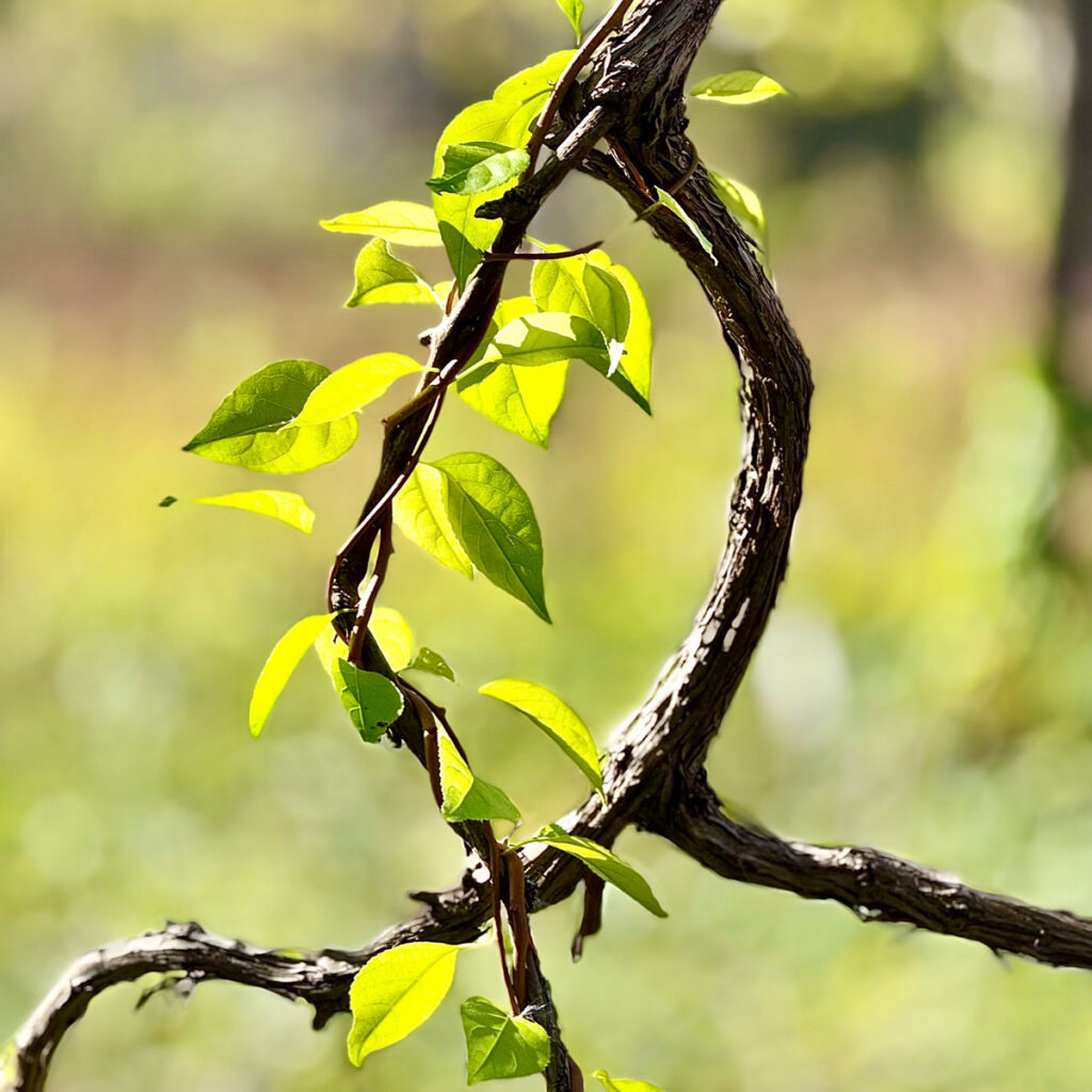 Photo: Lionel Delevingne - vines in the summer

