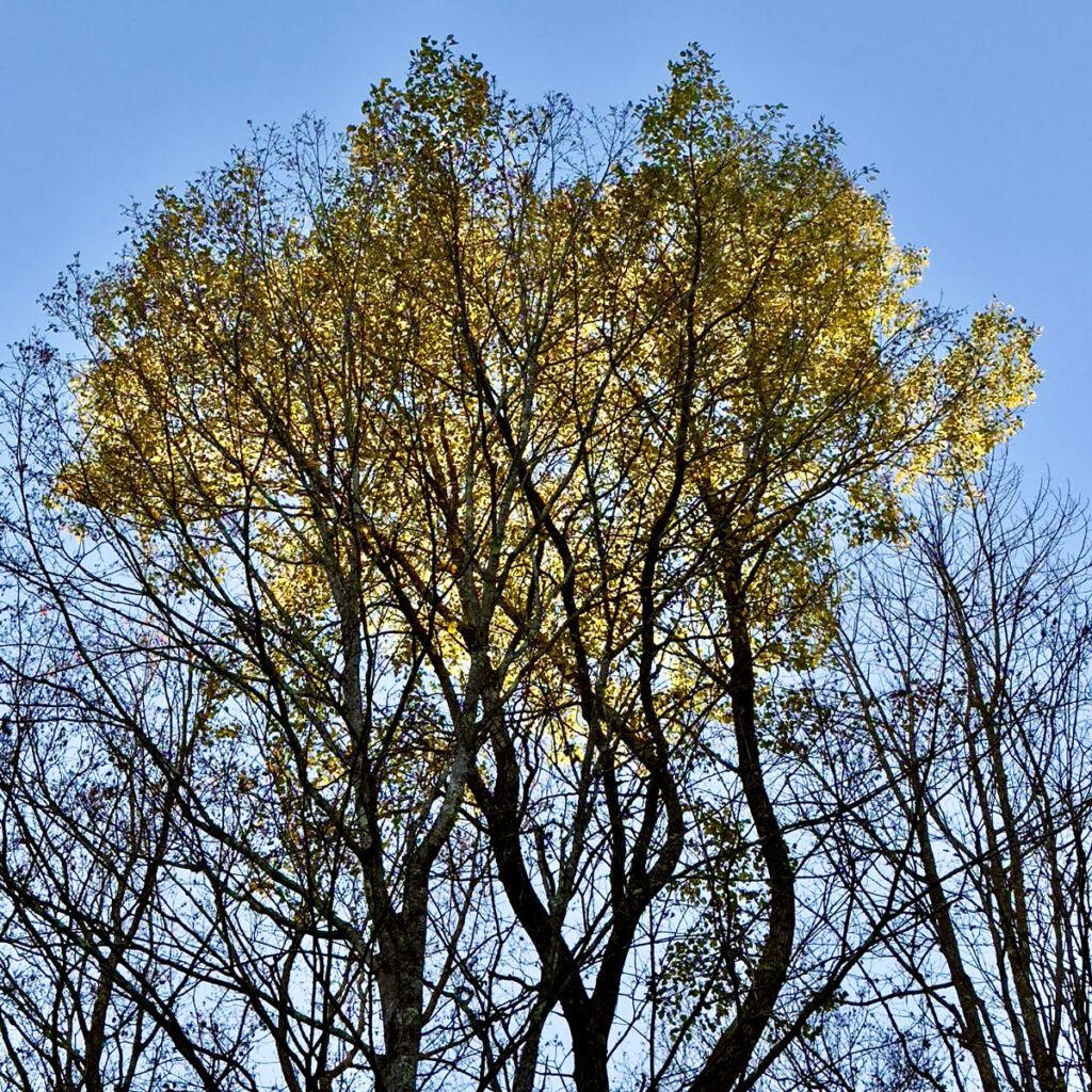 Photo: Lionel Delevingne - trees